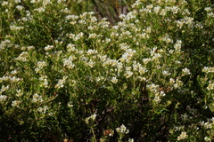 Diosma subulata