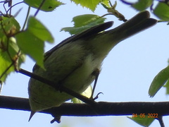 Hippolais icterina