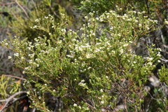 Diosma subulata