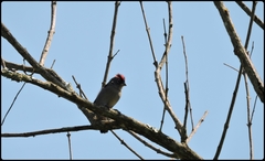 Coryphospingus pileatus