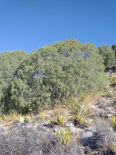 Pince's pinyon pine (Pinus pinceana)