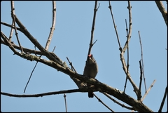 Coryphospingus pileatus