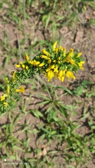 Chamaecytisus ruthenicus