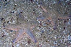 Astropecten irregularis pontoporeus