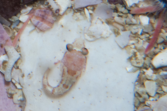 Apletodon pellegrini