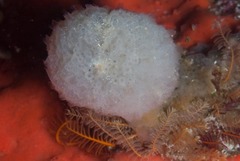 Aplidium circulatum