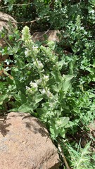Nepeta italica