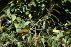 Orthogonys chloricterus