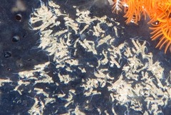 Polydorella