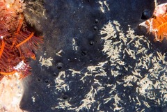 Polydorella