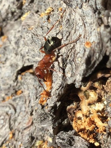 iNaturalist observation photo of Formica aserva