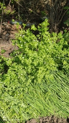 Anthriscus cerefolium