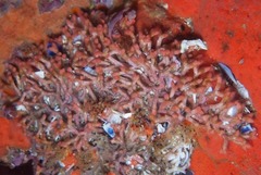 Margaretta levinseni