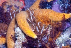 Fromia schultzei