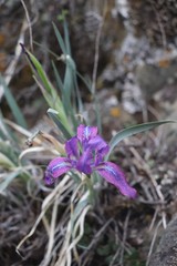 Iris tigridia