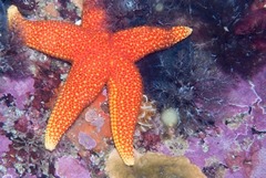 Fromia schultzei