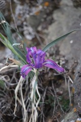 Iris tigridia