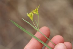 Gagea fedtschenkoana