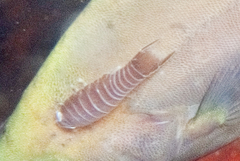 Anilocra capensis