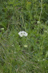Orlaya grandiflora