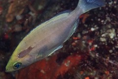 Spondyliosoma emarginatum