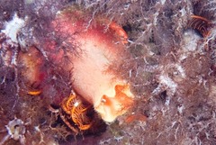 Ascidia incrassata