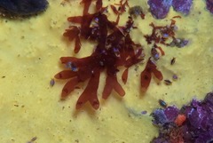 Rhodymenia pseudopalmata