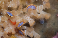 Ochlesis lenticulosus