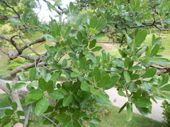 Quercus mohriana