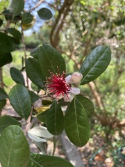 Feijoa