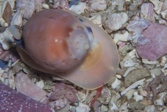 Semicassis zeylanica