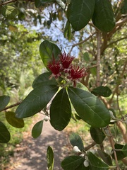 Feijoa