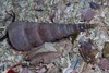 Turritella sanguinea - Photo (c) Georgina Jones, some rights reserved (CC BY-SA), uploaded by Georgina Jones