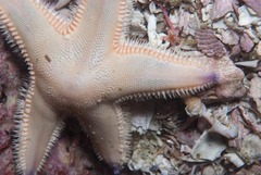 Astropecten irregularis pontoporeus