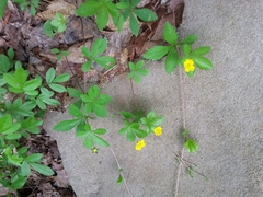 Potentilla canadensis