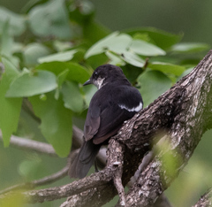 Myrmecocichla arnotti