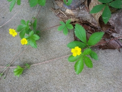 Potentilla canadensis