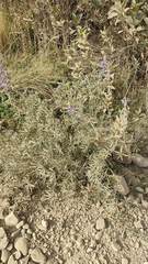 Lupinus altimontanus