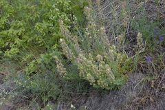 Alyssoides utriculata