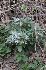 Physochlaina physaloides