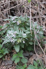 Physochlaina physaloides