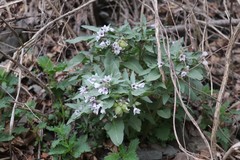 Physochlaina physaloides