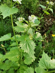Alliaria petiolata