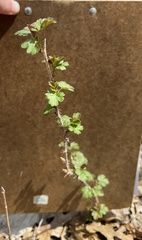 Ribes oxyacanthoides oxyacanthoides