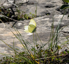 Gonepteryx cleopatra