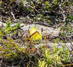 Gonepteryx cleopatra