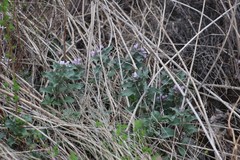 Physochlaina physaloides