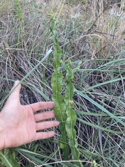 Baccharis jocheniana