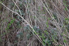 Physochlaina physaloides