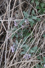 Physochlaina physaloides